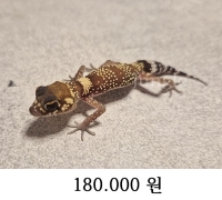 틱테일 게코 (미구분)