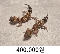 틱테일 게코 한쌍