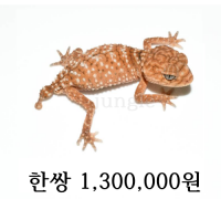 에이미아이 납테일게코 한쌍