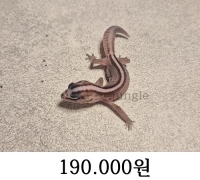 오레오 패턴리스