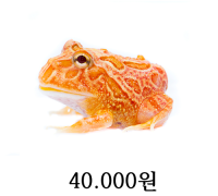 스트로베리 팩맨