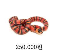 혼듀란 밀크스네이크