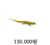 골드 더스트 데이 게코 KRCB