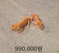 납테일 알비노 패턴리스 한 쌍