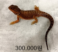 다크 레드 준성체