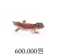 납테일 패턴리스 한 쌍