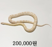 스노우 콘스네이크 준성체 암