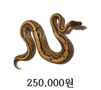 모하비 핀스트라이프 수