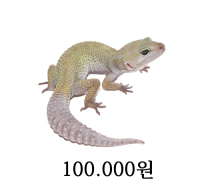 패턴리스 성체 수