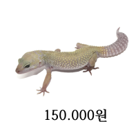 패턴리스 성체 암