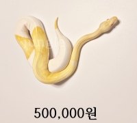 알비노 파이드 수 준성체