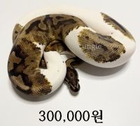 파이드 암 준성체