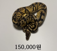 옐로우 벨리 수 준성체