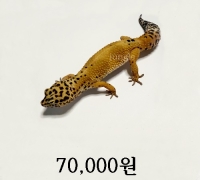 텐저린 암 성체