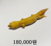 썬글로우 암 성체