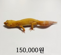 썬글로우 수 성체