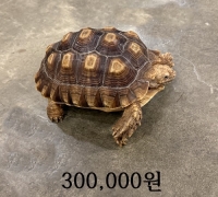 설가타 육지거북타 20cm급