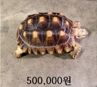 설가타 육지거북타 30cm급