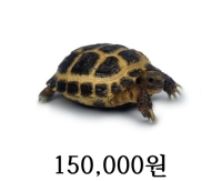 호스필드 육지거북 성체