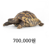 동헤르만 육지거북 성체 트리오