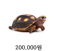 레드풋 육지거북 빅베이비