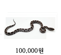 에너리 콘스네이크 베이비