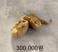 바나나 엔치 수컷 베이비