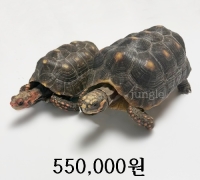 레드풋 육지거북 준성체 한쌍