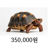 레드풋 육지거북 성체