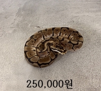 엔치스파이더 암컷 베이비