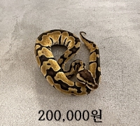 파스텔 블레이드 햇 클라운 수컷 베이비