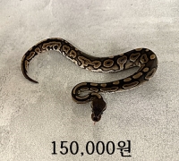 시나몬 암컷 베이비