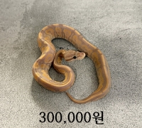 바나나 시나몬 수컷 베이비