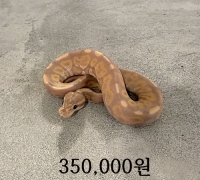 바나나 시나몬 암컷 베이비