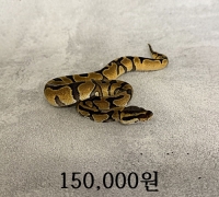 엔치 암컷 베이비