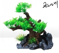 클리오네 분재수초 소