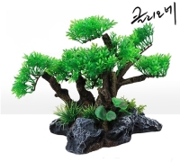 클리오네 분재수초 중