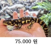 KRCB  타이거 살라만다 준성체