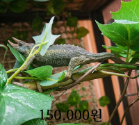 레인보우 잭슨 카멜레온 수컷