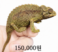 빅 잭슨 카멜레온 암컷