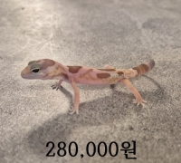 펫테일 아멜 오레오 미구분