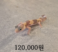 펫테일 아멜 미구분