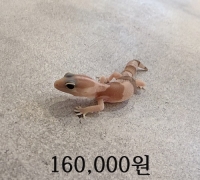 펫테일 아멜 화이트 아웃 미구분