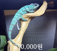팬서 카멜레온 수컷