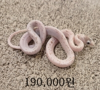 팔메토 콘스네이크 미구분