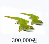 자이언트 데이게코 한 쌍