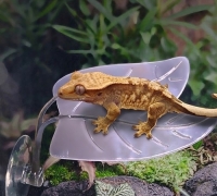 더블 리프 크레 백업