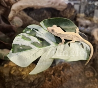 몬스테라 6종 부착식 나뭇잎