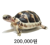 마지나타 육지거북 베이비