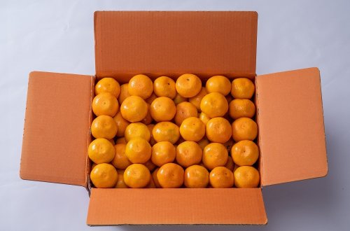 제주하우스감귤